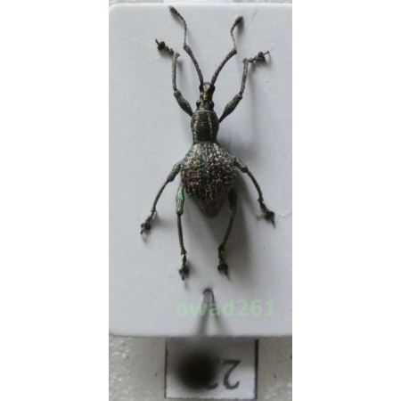 Neopyrgops sp. Heller, 1913 Philippines23a